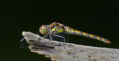 <i class='fa fa-user'></i>&nbsp;janvangastel&nbsp;|  Bruinrode Heidelibel&nbsp; <i class='fa fa-eye'>&nbsp;58</i> &nbsp;<i class='fa fa-thumbs-up'>&nbsp;4</i> &nbsp; <i class='fa fa-comment-o'>&nbsp;3</i>