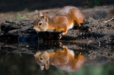 <i class='fa fa-user'></i>&nbsp;Ties Niehof&nbsp;|  Eekhoorn&nbsp; <i class='fa fa-eye'>&nbsp;94</i> &nbsp;<i class='fa fa-thumbs-up'>&nbsp;3</i> &nbsp; <i class='fa fa-comment-o'>&nbsp;3</i>