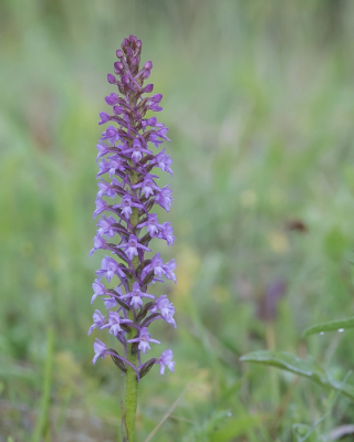 <i class='fa fa-user'></i>&nbsp;Johan van Gurp&nbsp;|  Grote Muggenorchis&nbsp; <i class='fa fa-eye'>&nbsp;69</i> &nbsp; <i class='fa fa-comment-o'>&nbsp;3</i>