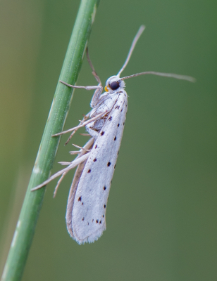 <i class='fa fa-user'></i>&nbsp;pietwil&nbsp;|  Stippelmot sp.&nbsp; <i class='fa fa-eye'>&nbsp;82</i> &nbsp;<i class='fa fa-thumbs-up'>&nbsp;3</i> &nbsp; <i class='fa fa-comment-o'>&nbsp;3</i>