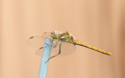 <i class='fa fa-user'></i>&nbsp;Marie-Jos� Boon&nbsp;|  Steenrode Heidelibel&nbsp; <i class='fa fa-eye'>&nbsp;74</i> &nbsp;<i class='fa fa-thumbs-up'>&nbsp;3</i> &nbsp; <i class='fa fa-comment-o'>&nbsp;5</i>