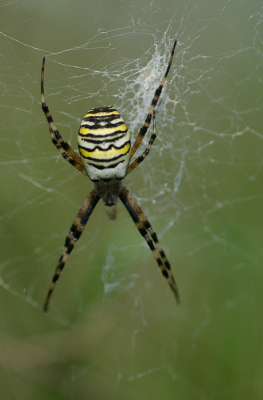 <i class='fa fa-user'></i>&nbsp;Truus Aletta Maan&nbsp;|  Wespspin&nbsp; <i class='fa fa-eye'>&nbsp;61</i> &nbsp;<i class='fa fa-thumbs-up'>&nbsp;1</i> &nbsp; <i class='fa fa-comment-o'>&nbsp;0</i>