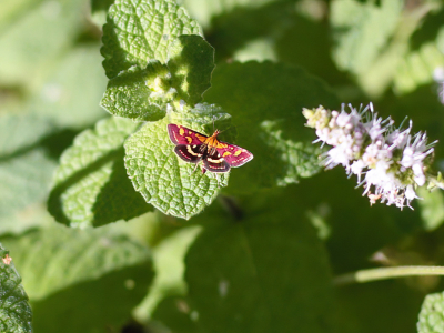 <i class='fa fa-user'></i>&nbsp;Peter van Eijk&nbsp;|  Purpermot&nbsp; <i class='fa fa-eye'>&nbsp;104</i> &nbsp;<i class='fa fa-thumbs-up'>&nbsp;1</i> &nbsp; <i class='fa fa-comment-o'>&nbsp;3</i>