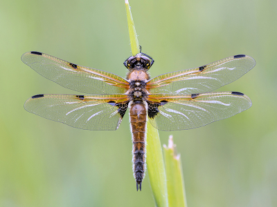 <i class='fa fa-user'></i>&nbsp;Mignon-Creative&nbsp;|  Viervlek&nbsp; <i class='fa fa-eye'>&nbsp;92</i> &nbsp;<i class='fa fa-thumbs-up'>&nbsp;12</i> &nbsp; <i class='fa fa-comment-o'>&nbsp;5</i>