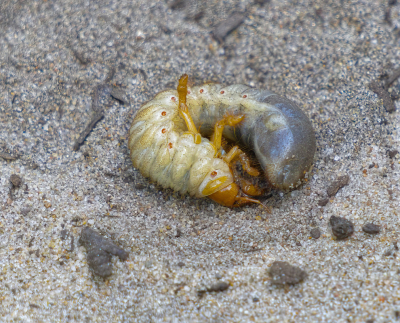 <i class='fa fa-user'></i>&nbsp;janvangastel&nbsp;|  Neushoornkever&nbsp; <i class='fa fa-eye'>&nbsp;84</i> &nbsp; <i class='fa fa-comment-o'>&nbsp;1</i>