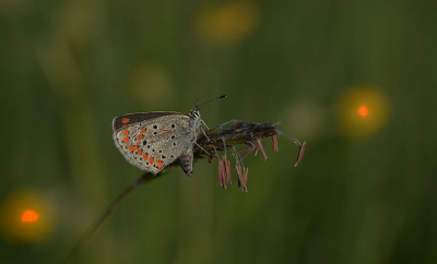 Bij een ven vond ik vroeg in de ochtend dit vlindertje .  Het vlindertje bleef in de schaduw ook toen het alweer actief werd en op het punt stond weg te vliegen.
Heb de foto donker afgewerkt om een bepaalde sfeer te ervan te maken.