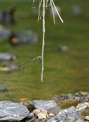 <i class='fa fa-user'></i>&nbsp;David Ruijs&nbsp;|  Gewone Bronlibel&nbsp; <i class='fa fa-eye'>&nbsp;89</i> &nbsp; <i class='fa fa-comment-o'>&nbsp;2</i>