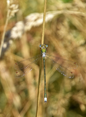 <i class='fa fa-user'></i>&nbsp;kooyammers&nbsp;|  Tengere Pantserjuffer&nbsp; <i class='fa fa-eye'>&nbsp;49</i> &nbsp; <i class='fa fa-comment-o'>&nbsp;1</i>