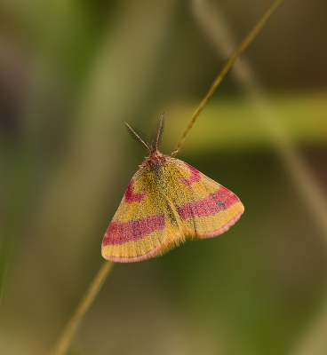 <i class='fa fa-user'></i>&nbsp;janvangastel&nbsp;|  Zuringspanner&nbsp; <i class='fa fa-eye'>&nbsp;85</i> &nbsp;<i class='fa fa-thumbs-up'>&nbsp;8</i> &nbsp; <i class='fa fa-comment-o'>&nbsp;5</i>