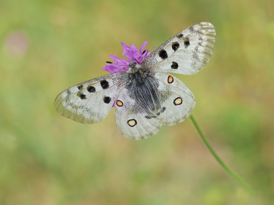 Nature picture: 4. Parnassius apollo / Apollovlinder / Apollo