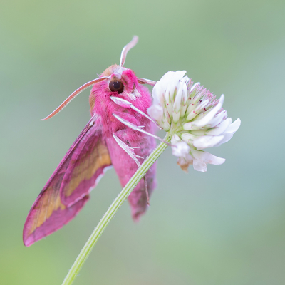 <i class='fa fa-user'></i>&nbsp;Tom&nbsp;|  Klein Avondrood&nbsp; <i class='fa fa-eye'>&nbsp;183</i> &nbsp;<i class='fa fa-thumbs-up'>&nbsp;19</i> &nbsp; <i class='fa fa-comment-o'>&nbsp;15</i>