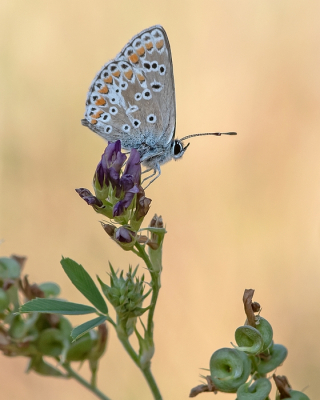 <i class='fa fa-user'></i>&nbsp;Johan van Gurp&nbsp;|  Bruin Blauwtje&nbsp; <i class='fa fa-eye'>&nbsp;72</i> &nbsp;<i class='fa fa-thumbs-up'>&nbsp;8</i> &nbsp; <i class='fa fa-comment-o'>&nbsp;1</i>