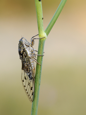 <i class='fa fa-user'></i>&nbsp;Mignon-Creative&nbsp;|  Proven�aalse Cicade&nbsp; <i class='fa fa-eye'>&nbsp;109</i> &nbsp;<i class='fa fa-thumbs-up'>&nbsp;14</i> &nbsp; <i class='fa fa-comment-o'>&nbsp;6</i>