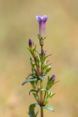 <i class='fa fa-user'></i>&nbsp;Willem Verhagen&nbsp;|  Slanke Gentiaan&nbsp; <i class='fa fa-eye'>&nbsp;64</i> &nbsp;<i class='fa fa-thumbs-up'>&nbsp;2</i> &nbsp; <i class='fa fa-comment-o'>&nbsp;4</i>