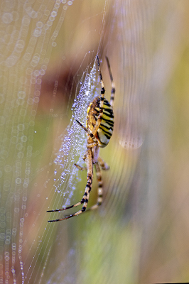 <i class='fa fa-user'></i>&nbsp;Bertus&nbsp;|  Wespspin&nbsp; <i class='fa fa-eye'>&nbsp;83</i> &nbsp;<i class='fa fa-thumbs-up'>&nbsp;7</i> &nbsp; <i class='fa fa-comment-o'>&nbsp;7</i>