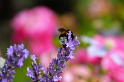 <i class='fa fa-user'></i>&nbsp;hesterb&nbsp;|  Aardhommel&nbsp; <i class='fa fa-eye'>&nbsp;69</i> &nbsp;<i class='fa fa-thumbs-up'>&nbsp;1</i> &nbsp; <i class='fa fa-comment-o'>&nbsp;3</i>