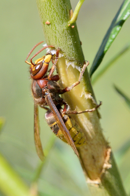 <i class='fa fa-user'></i>&nbsp;josephine&nbsp;|  Europese Hoornaar&nbsp; <i class='fa fa-eye'>&nbsp;83</i> &nbsp; <i class='fa fa-comment-o'>&nbsp;2</i>