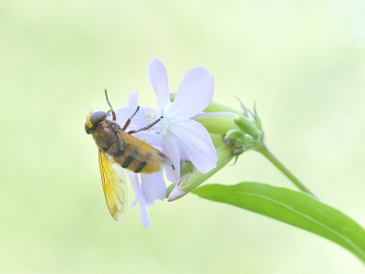 <i class='fa fa-user'></i>&nbsp;josephine&nbsp;|  Stadsreus&nbsp; <i class='fa fa-eye'>&nbsp;67</i> &nbsp;<i class='fa fa-thumbs-up'>&nbsp;5</i> &nbsp; <i class='fa fa-comment-o'>&nbsp;7</i>