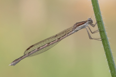 <i class='fa fa-user'></i>&nbsp;Johan van Gurp&nbsp;|  Bruine Winterjuffer&nbsp; <i class='fa fa-eye'>&nbsp;56</i> &nbsp;<i class='fa fa-thumbs-up'>&nbsp;5</i> &nbsp; <i class='fa fa-comment-o'>&nbsp;3</i>