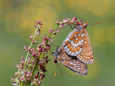 <i class='fa fa-user'></i>&nbsp;Mignon-Creative&nbsp;|  Moerasparelmoervlinder&nbsp; <i class='fa fa-eye'>&nbsp;79</i> &nbsp;<i class='fa fa-thumbs-up'>&nbsp;3</i> &nbsp; <i class='fa fa-comment-o'>&nbsp;6</i>