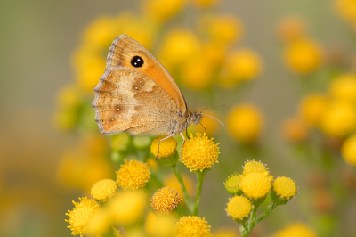 <i class='fa fa-user'></i>&nbsp;Willem Verhagen&nbsp;|  Oranje Zandoogje&nbsp; <i class='fa fa-eye'>&nbsp;70</i> &nbsp;<i class='fa fa-thumbs-up'>&nbsp;7</i> &nbsp; <i class='fa fa-comment-o'>&nbsp;7</i>