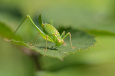 <i class='fa fa-user'></i>&nbsp;Willem Verhagen&nbsp;|  Struiksprinkhaan&nbsp; <i class='fa fa-eye'>&nbsp;58</i> &nbsp; <i class='fa fa-comment-o'>&nbsp;0</i>