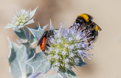 <i class='fa fa-user'></i>&nbsp;pietwil&nbsp;|  Grote Bloedbij&nbsp; <i class='fa fa-eye'>&nbsp;61</i> &nbsp;<i class='fa fa-thumbs-up'>&nbsp;1</i> &nbsp; <i class='fa fa-comment-o'>&nbsp;0</i>