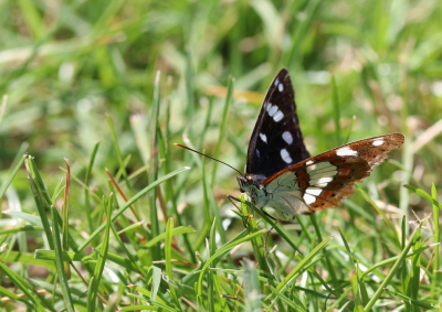 <i class='fa fa-user'></i>&nbsp;Mark de Bruijn&nbsp;|  Blauwe IJsvogelvlinder&nbsp; <i class='fa fa-eye'>&nbsp;79</i> &nbsp;<i class='fa fa-thumbs-up'>&nbsp;2</i> &nbsp; <i class='fa fa-comment-o'>&nbsp;0</i>