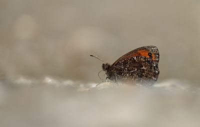 <i class='fa fa-user'></i>&nbsp;Jurgen Maassen&nbsp;|  Marmererebia&nbsp; <i class='fa fa-eye'>&nbsp;86</i> &nbsp;<i class='fa fa-thumbs-up'>&nbsp;4</i> &nbsp; <i class='fa fa-comment-o'>&nbsp;6</i>