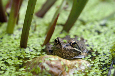 <i class='fa fa-user'></i>&nbsp;Ties Niehof&nbsp;|  Bruine Kikker&nbsp; <i class='fa fa-eye'>&nbsp;53</i> &nbsp;<i class='fa fa-thumbs-up'>&nbsp;2</i> &nbsp; <i class='fa fa-comment-o'>&nbsp;2</i>