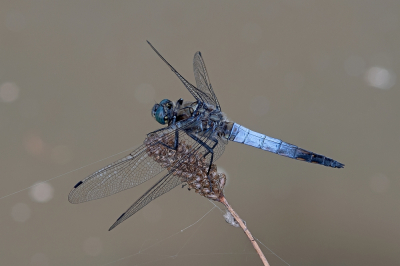 <i class='fa fa-user'></i>&nbsp;Johan van Gurp&nbsp;|  Gewone Oeverlibel&nbsp; <i class='fa fa-eye'>&nbsp;70</i> &nbsp;<i class='fa fa-thumbs-up'>&nbsp;7</i> &nbsp; <i class='fa fa-comment-o'>&nbsp;3</i>