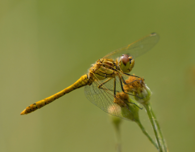 <i class='fa fa-user'></i>&nbsp;janvangastel&nbsp;|  Steenrode Heidelibel&nbsp; <i class='fa fa-eye'>&nbsp;51</i> &nbsp; <i class='fa fa-comment-o'>&nbsp;2</i>