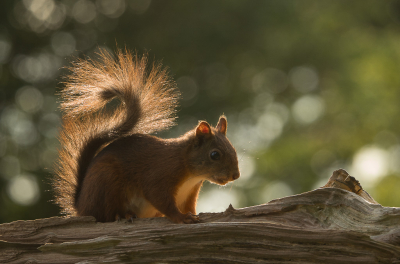 <i class='fa fa-user'></i>&nbsp;Truus Aletta Maan&nbsp;|  Eekhoorn&nbsp; <i class='fa fa-eye'>&nbsp;95</i> &nbsp;<i class='fa fa-thumbs-up'>&nbsp;10</i> &nbsp; <i class='fa fa-comment-o'>&nbsp;8</i>