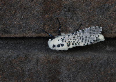 <i class='fa fa-user'></i>&nbsp;Ad Sprang&nbsp;|  Gestippelde Houtvlinder&nbsp; <i class='fa fa-eye'>&nbsp;89</i> &nbsp;<i class='fa fa-thumbs-up'>&nbsp;5</i> &nbsp; <i class='fa fa-comment-o'>&nbsp;7</i>