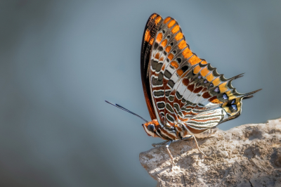 <i class='fa fa-user'></i>&nbsp;wouterroepel&nbsp;|  Pasja&nbsp; <i class='fa fa-eye'>&nbsp;152</i> &nbsp;<i class='fa fa-thumbs-up'>&nbsp;13</i> &nbsp; <i class='fa fa-comment-o'>&nbsp;14</i>