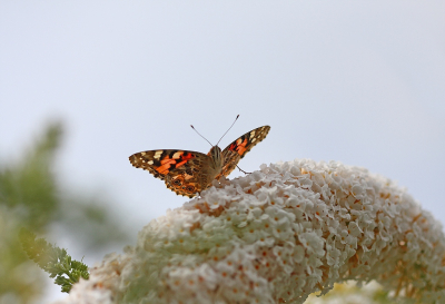 <i class='fa fa-user'></i>&nbsp;Cor&nbsp;|  Distelvlinder&nbsp; <i class='fa fa-eye'>&nbsp;63</i> &nbsp;<i class='fa fa-thumbs-up'>&nbsp;5</i> &nbsp; <i class='fa fa-comment-o'>&nbsp;4</i>