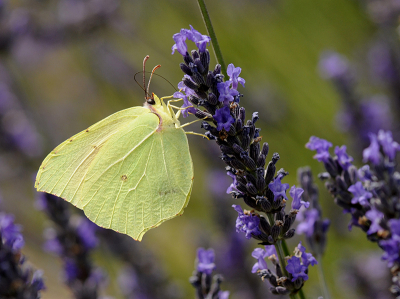 <i class='fa fa-user'></i>&nbsp;Mignon-Creative&nbsp;|  Cleopatra&nbsp; <i class='fa fa-eye'>&nbsp;57</i> &nbsp;<i class='fa fa-thumbs-up'>&nbsp;2</i> &nbsp; <i class='fa fa-comment-o'>&nbsp;2</i>