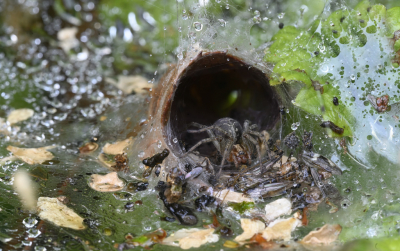 <i class='fa fa-user'></i>&nbsp;liesbeth van vliet&nbsp;|  Kleine Doolhofspin&nbsp; <i class='fa fa-eye'>&nbsp;106</i> &nbsp;<i class='fa fa-thumbs-up'>&nbsp;5</i> &nbsp; <i class='fa fa-comment-o'>&nbsp;6</i>