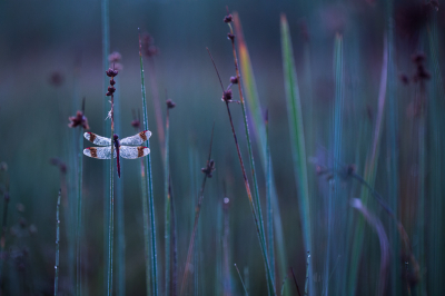 <i class='fa fa-user'></i>&nbsp;David&nbsp;|  Bandheidelibel&nbsp; <i class='fa fa-eye'>&nbsp;159</i> &nbsp;<i class='fa fa-thumbs-up'>&nbsp;18</i> &nbsp; <i class='fa fa-comment-o'>&nbsp;13</i>