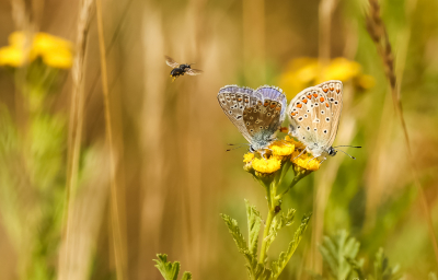 <i class='fa fa-user'></i>&nbsp;David&nbsp;|  Icarusblauwtje&nbsp; <i class='fa fa-eye'>&nbsp;73</i> &nbsp;<i class='fa fa-thumbs-up'>&nbsp;1</i> &nbsp; <i class='fa fa-comment-o'>&nbsp;2</i>