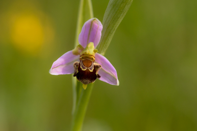 <i class='fa fa-user'></i>&nbsp;Willem Verhagen&nbsp;|  Bijenorchis&nbsp; <i class='fa fa-eye'>&nbsp;62</i> &nbsp;<i class='fa fa-thumbs-up'>&nbsp;1</i> &nbsp; <i class='fa fa-comment-o'>&nbsp;5</i>