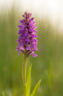 <i class='fa fa-user'></i>&nbsp;Willem Verhagen&nbsp;|  Gewone Rietorchis&nbsp; <i class='fa fa-eye'>&nbsp;54</i> &nbsp; <i class='fa fa-comment-o'>&nbsp;3</i>