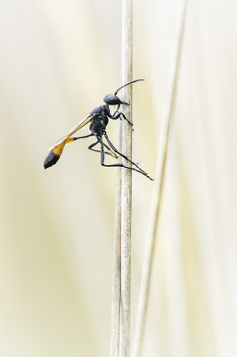 <i class='fa fa-user'></i>&nbsp;Remon&nbsp;|  Grote Rupsendoder&nbsp; <i class='fa fa-eye'>&nbsp;88</i> &nbsp;<i class='fa fa-thumbs-up'>&nbsp;5</i> &nbsp; <i class='fa fa-comment-o'>&nbsp;4</i>