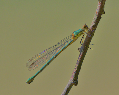 <i class='fa fa-user'></i>&nbsp;janvangastel&nbsp;|  Houtpantserjuffer&nbsp; <i class='fa fa-eye'>&nbsp;66</i> &nbsp;<i class='fa fa-thumbs-up'>&nbsp;4</i> &nbsp; <i class='fa fa-comment-o'>&nbsp;4</i>