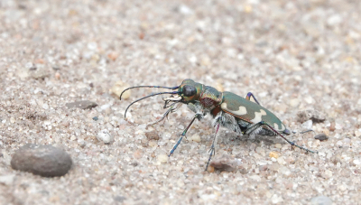 <i class='fa fa-user'></i>&nbsp;nelappelmelk&nbsp;|  Bastaardzandloopkever&nbsp; <i class='fa fa-eye'>&nbsp;98</i> &nbsp;<i class='fa fa-thumbs-up'>&nbsp;6</i> &nbsp; <i class='fa fa-comment-o'>&nbsp;7</i>