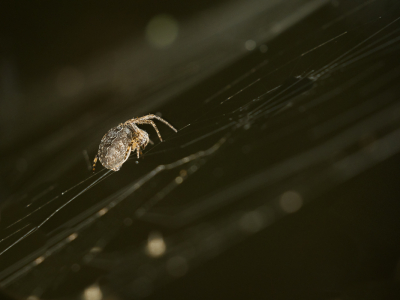 <i class='fa fa-user'></i>&nbsp;Truus Aletta Maan&nbsp;|  Brugspin&nbsp; <i class='fa fa-eye'>&nbsp;69</i> &nbsp;<i class='fa fa-thumbs-up'>&nbsp;1</i> &nbsp; <i class='fa fa-comment-o'>&nbsp;2</i>