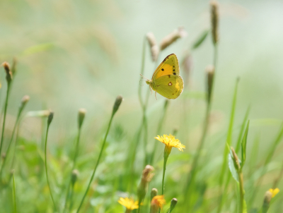 <i class='fa fa-user'></i>&nbsp;Jurgen Maassen&nbsp;|  Oranje Luzernevlinder&nbsp; <i class='fa fa-eye'>&nbsp;141</i> &nbsp;<i class='fa fa-thumbs-up'>&nbsp;10</i> &nbsp; <i class='fa fa-comment-o'>&nbsp;14</i>