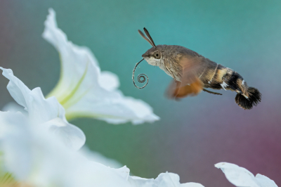 <i class='fa fa-user'></i>&nbsp;wouterroepel&nbsp;|  Kolibrievlinder&nbsp; <i class='fa fa-eye'>&nbsp;180</i> &nbsp;<i class='fa fa-thumbs-up'>&nbsp;14</i> &nbsp; <i class='fa fa-comment-o'>&nbsp;9</i>