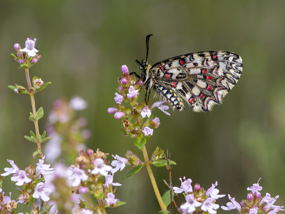 <i class='fa fa-user'></i>&nbsp;Mignon-Creative&nbsp;|  Spaanse Pijpbloemvlinder&nbsp; <i class='fa fa-eye'>&nbsp;134</i> &nbsp;<i class='fa fa-thumbs-up'>&nbsp;14</i> &nbsp; <i class='fa fa-comment-o'>&nbsp;9</i>