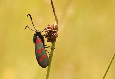 <i class='fa fa-user'></i>&nbsp;Jelle Bakker&nbsp;|  Sint-jansvlinder&nbsp; <i class='fa fa-eye'>&nbsp;64</i> &nbsp;<i class='fa fa-thumbs-up'>&nbsp;2</i> &nbsp; <i class='fa fa-comment-o'>&nbsp;1</i>